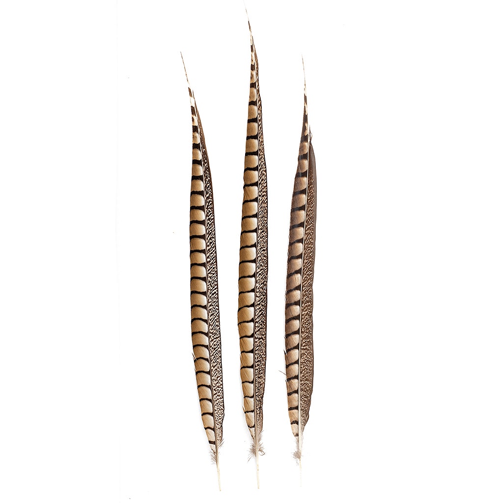 Lady Amherst Pheasant Tails - Natural - 20 - 30"