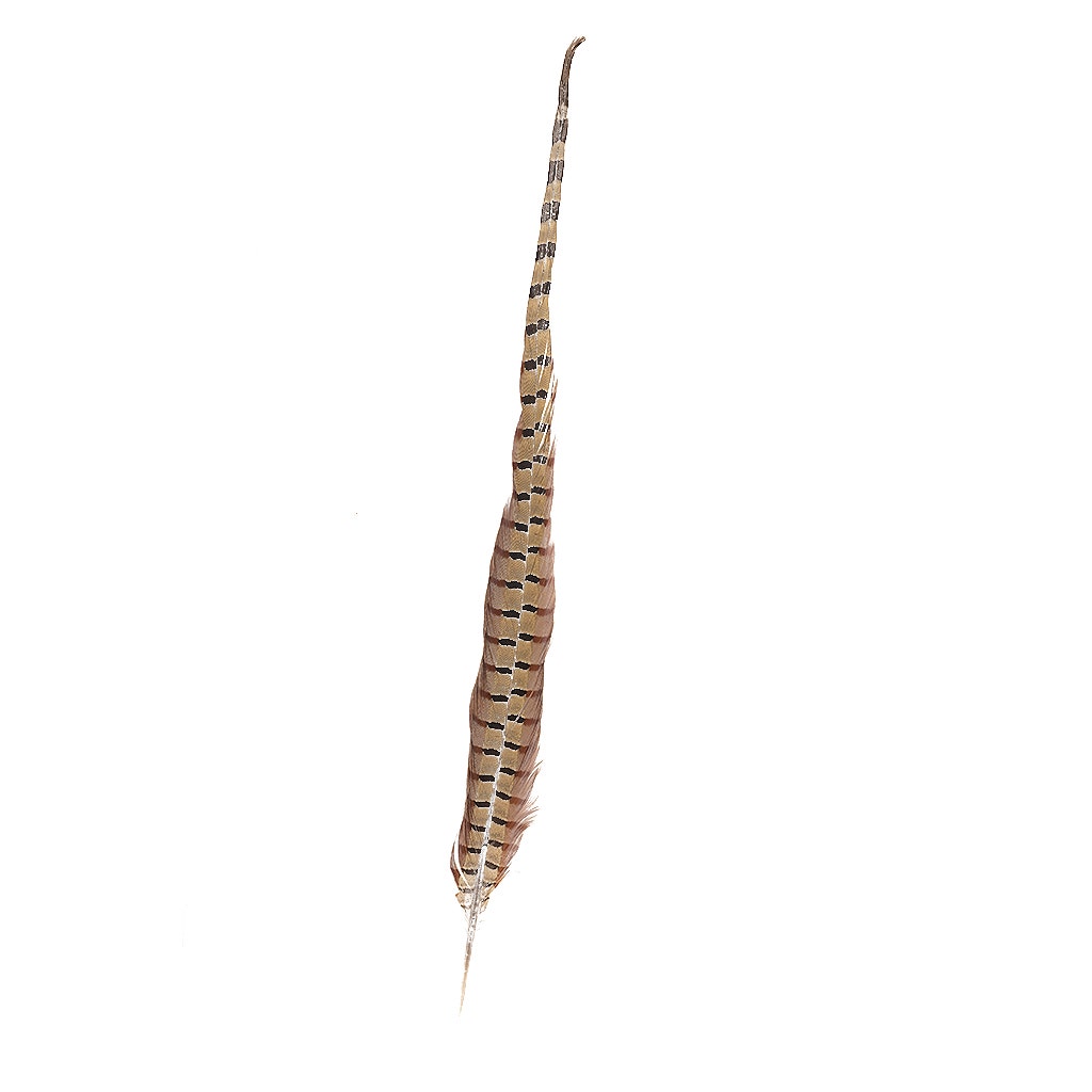 Ringneck Pheasant Tails - Natural - 20 - 24"  (100pcs)