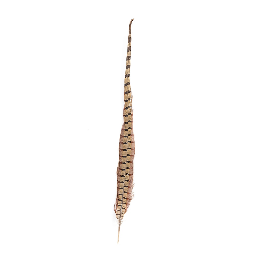 Ringneck Pheasant Tails - Natural - 20 - 24"  (100pcs)