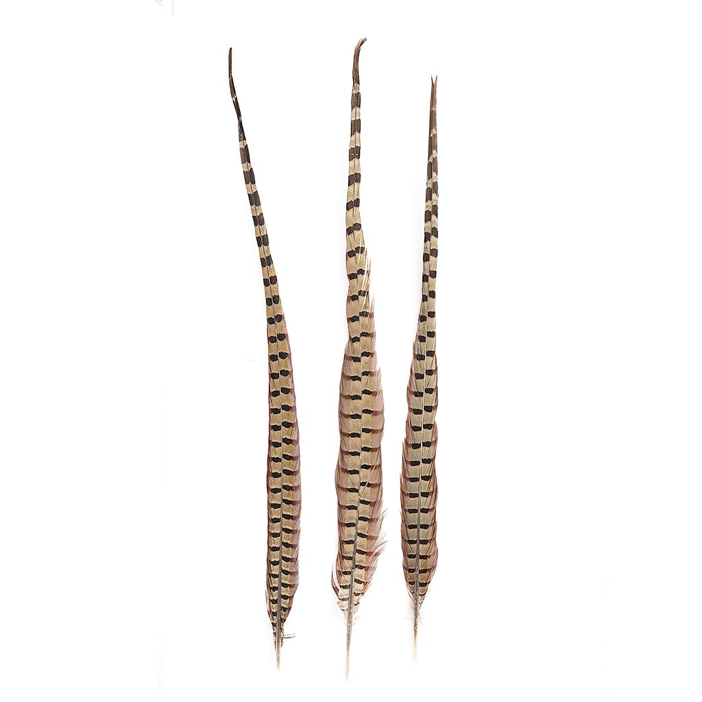 Ringneck Pheasant Tails - Natural - 20 - 24"  (100pcs)