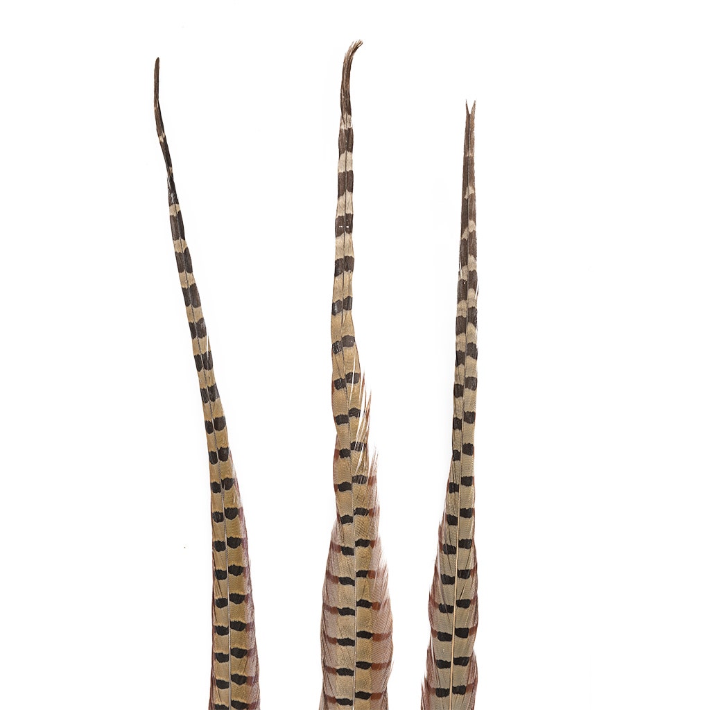 Ringneck Pheasant Tails - Natural - 20 - 24"  (100pcs)