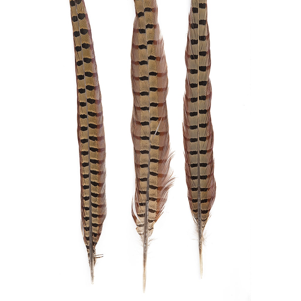Ringneck Pheasant Tails - Natural - 20 - 24"  (100pcs)