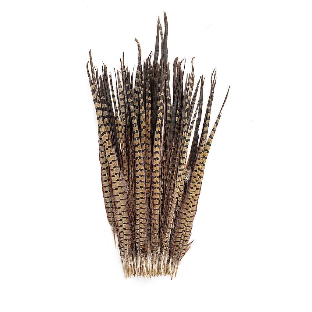 Ringneck Pheasant Tails - Natural - 20 - 24"  (100pcs)