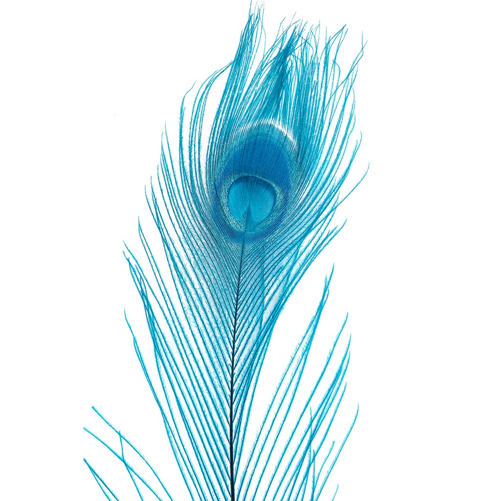 Peacock Eyes Bleached/Dyed - Dark Turquoise 30-40" - 10 PC