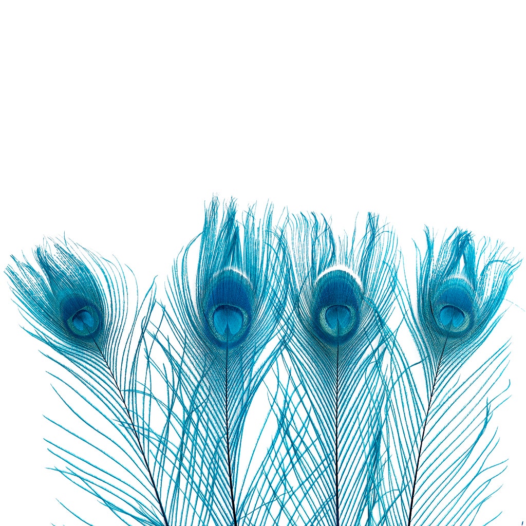 Peacock Eyes Bleached/Dyed - Dark Turquoise 30-40" - 10 PC