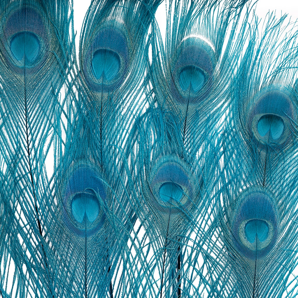 Peacock Eyes Bleached/Dyed - Dark Turquoise 30-40" - 10 PC