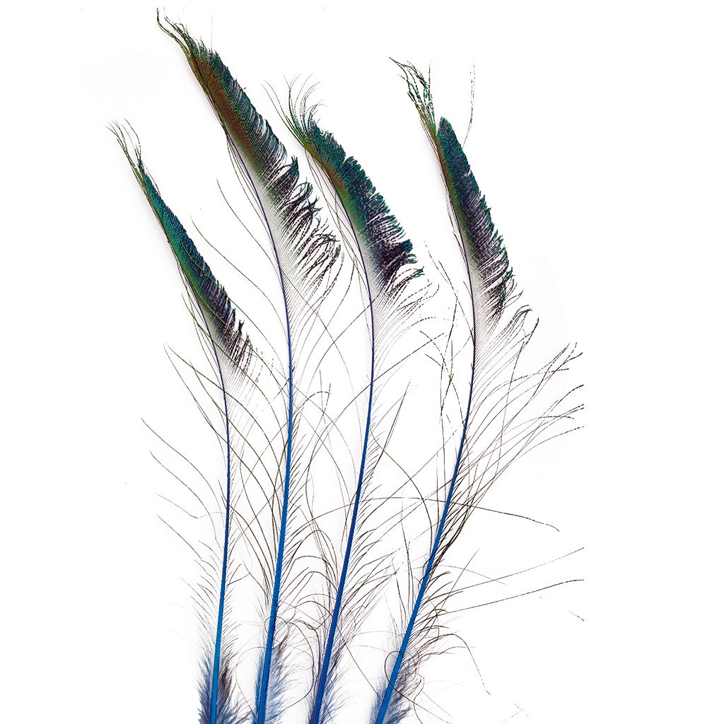 Peacock Sword 15-25" Stem Dyed 10 pc/pkg - Dark Turquoise