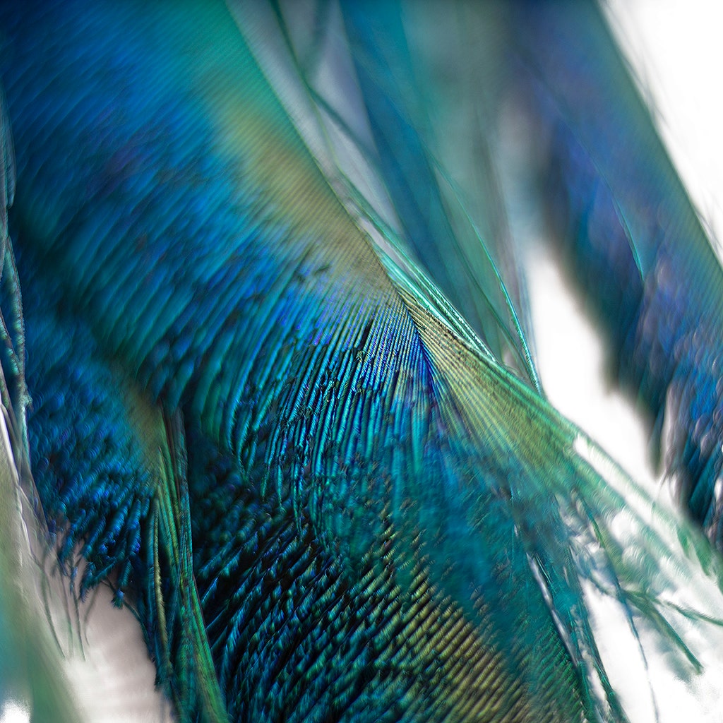 Peacock Sword 15-25" Stem Dyed 10 pc/pkg - Dark Turquoise