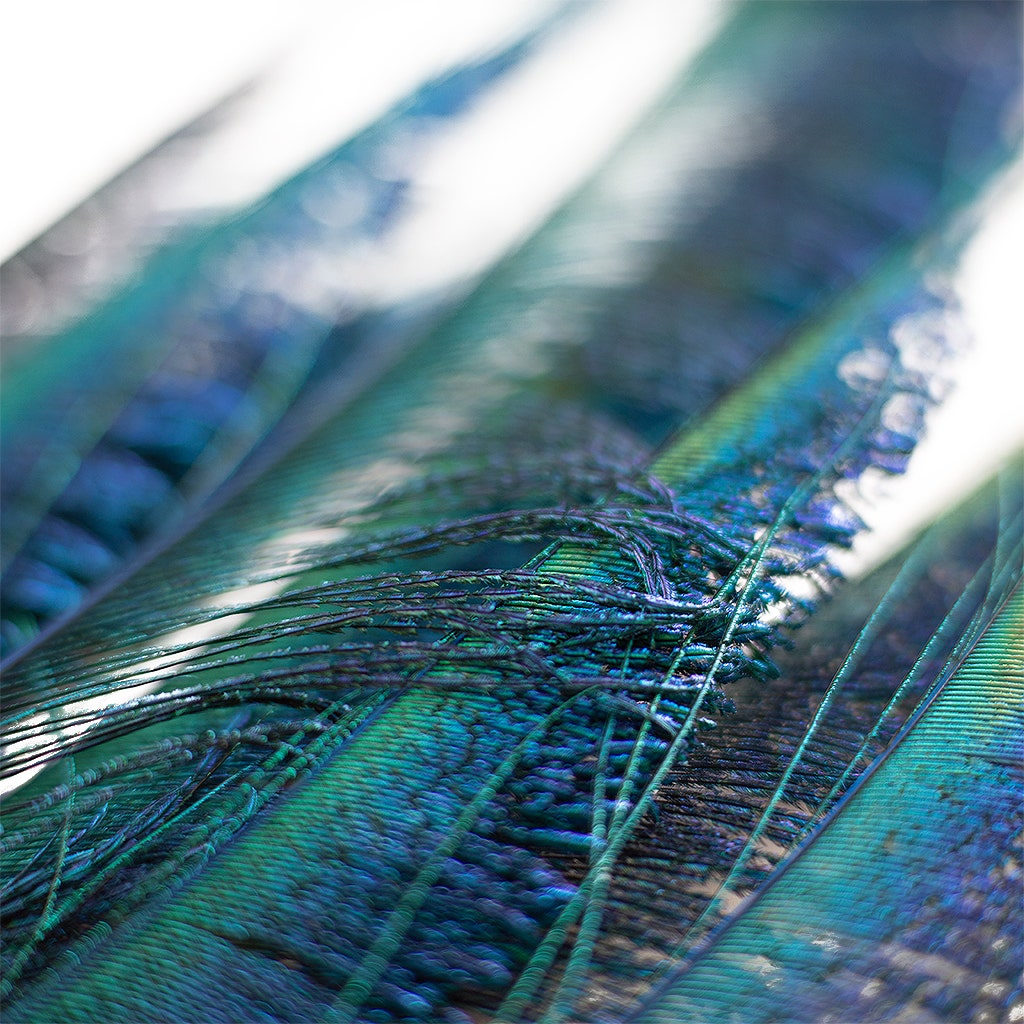 Peacock Sword 15-25" Stem Dyed 10 pc/pkg - Dark Turquoise