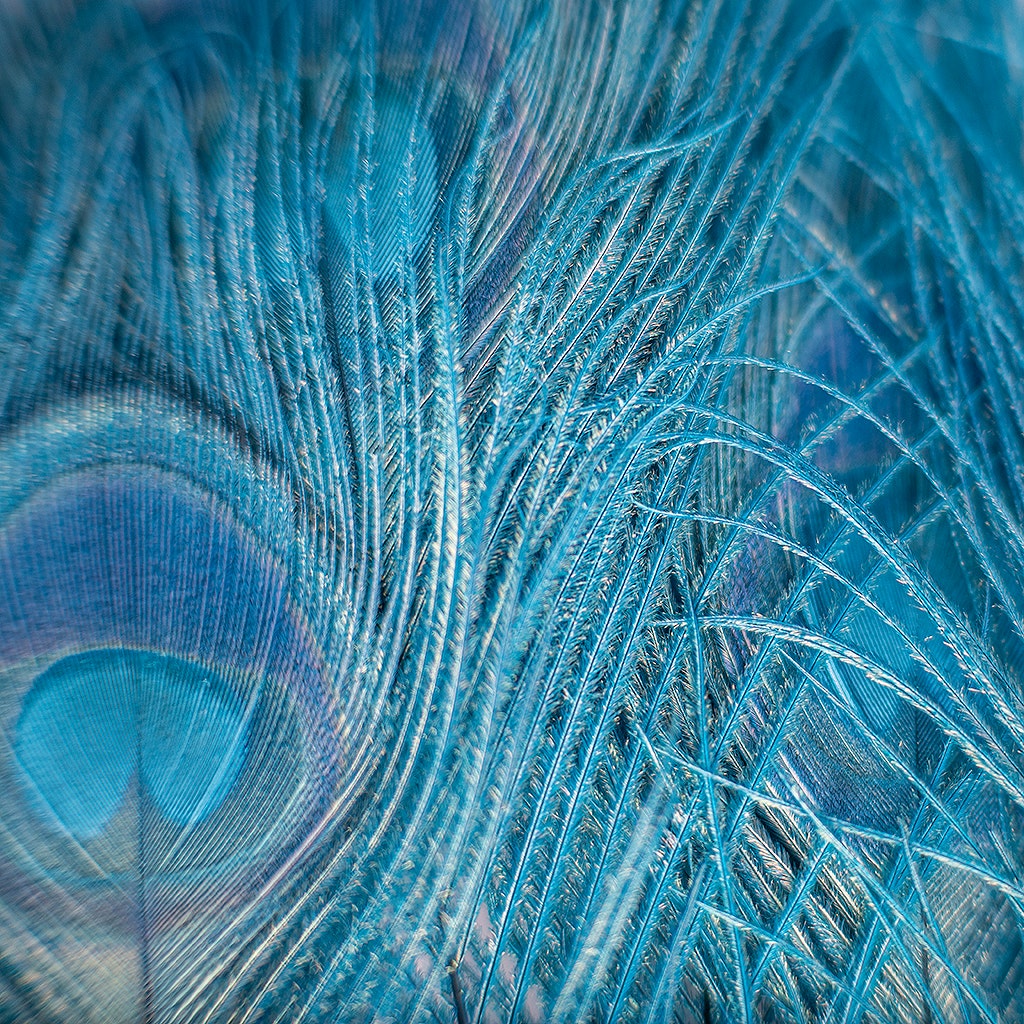 Peacock Eyes Bleached/Dyed - Dark Turquoise 30-40" - 10 PC