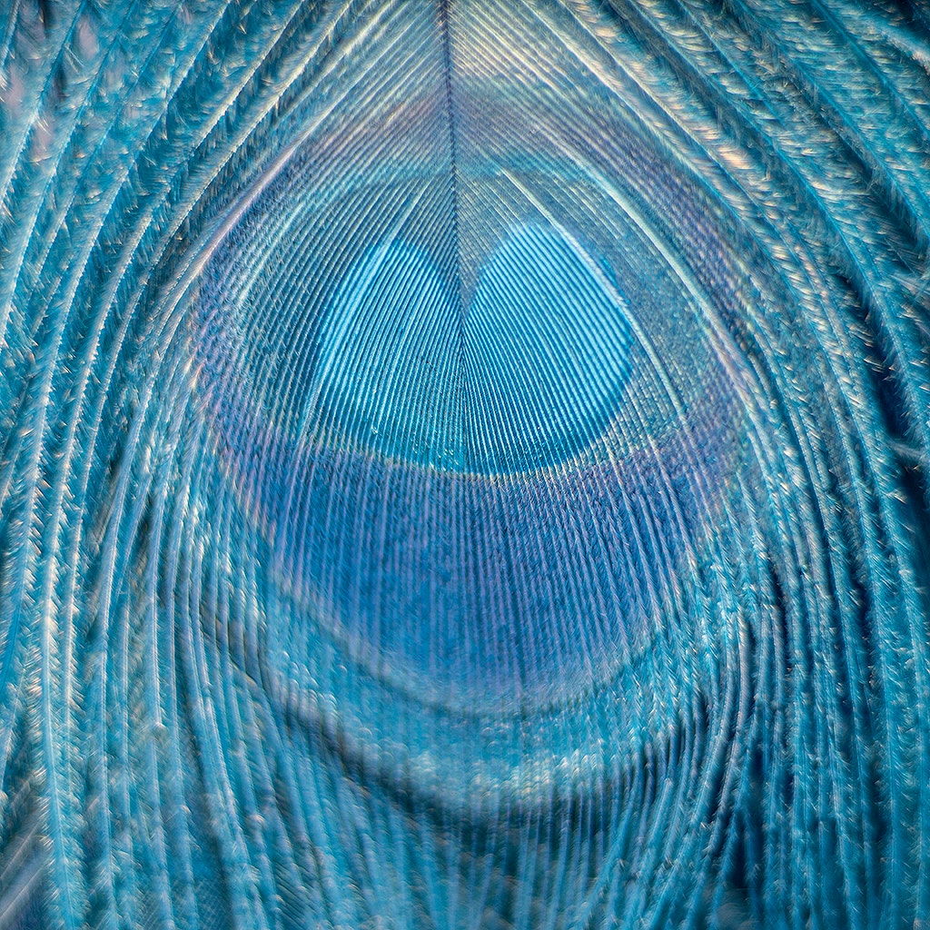Peacock Eyes Bleached/Dyed - Dark Turquoise 30-40" - 10 PC