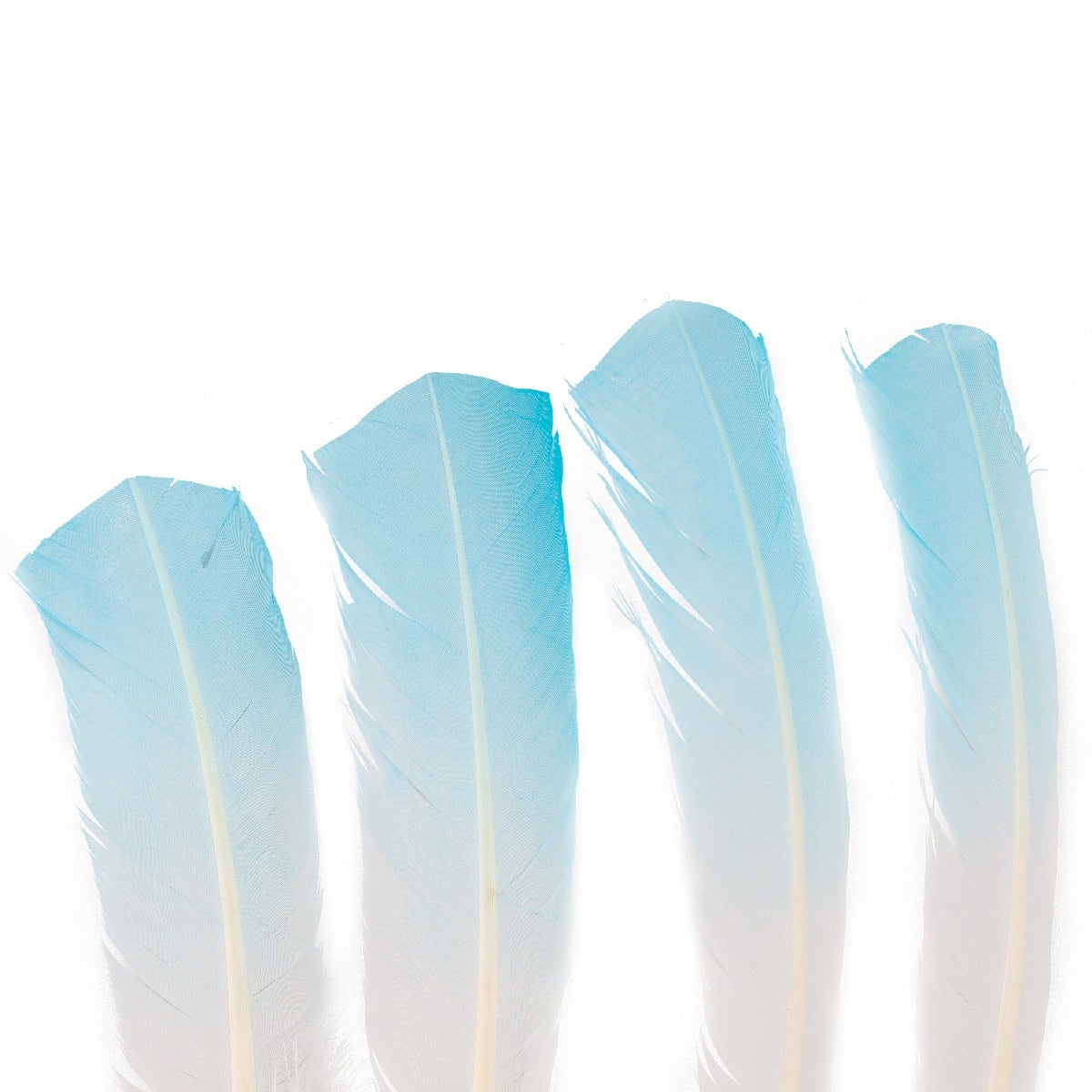Bulk Two Tone Ombre Tipped Turkey Round Feathers - 10-12” - 1/4 lb - Light Turquoise/White
