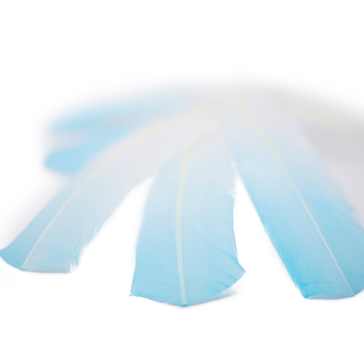 Bulk Two Tone Ombre Tipped Turkey Round Feathers - 10-12” - 1/4 lb - Light Turquoise/White