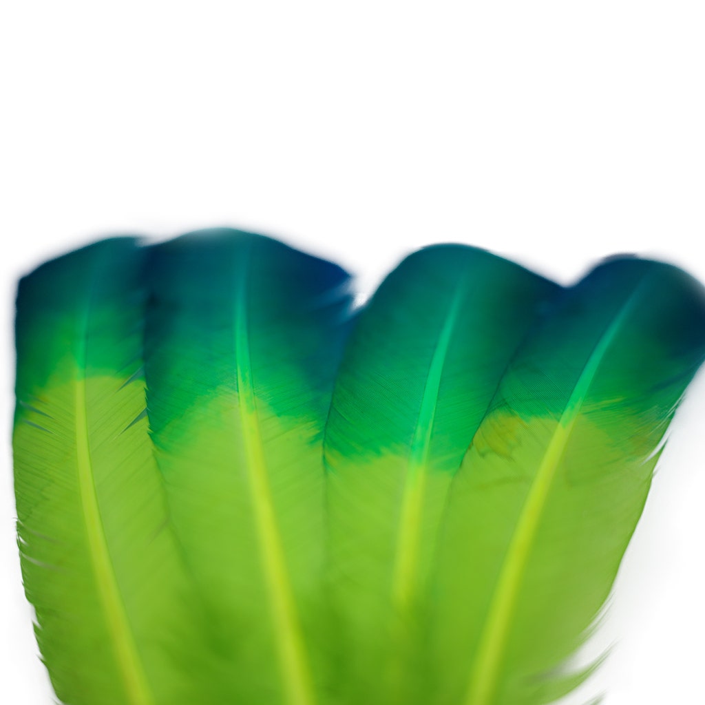 Ombre Turkey Quill Feathers 10-12" Dip .25 lb - Dark Turquiose/Lime