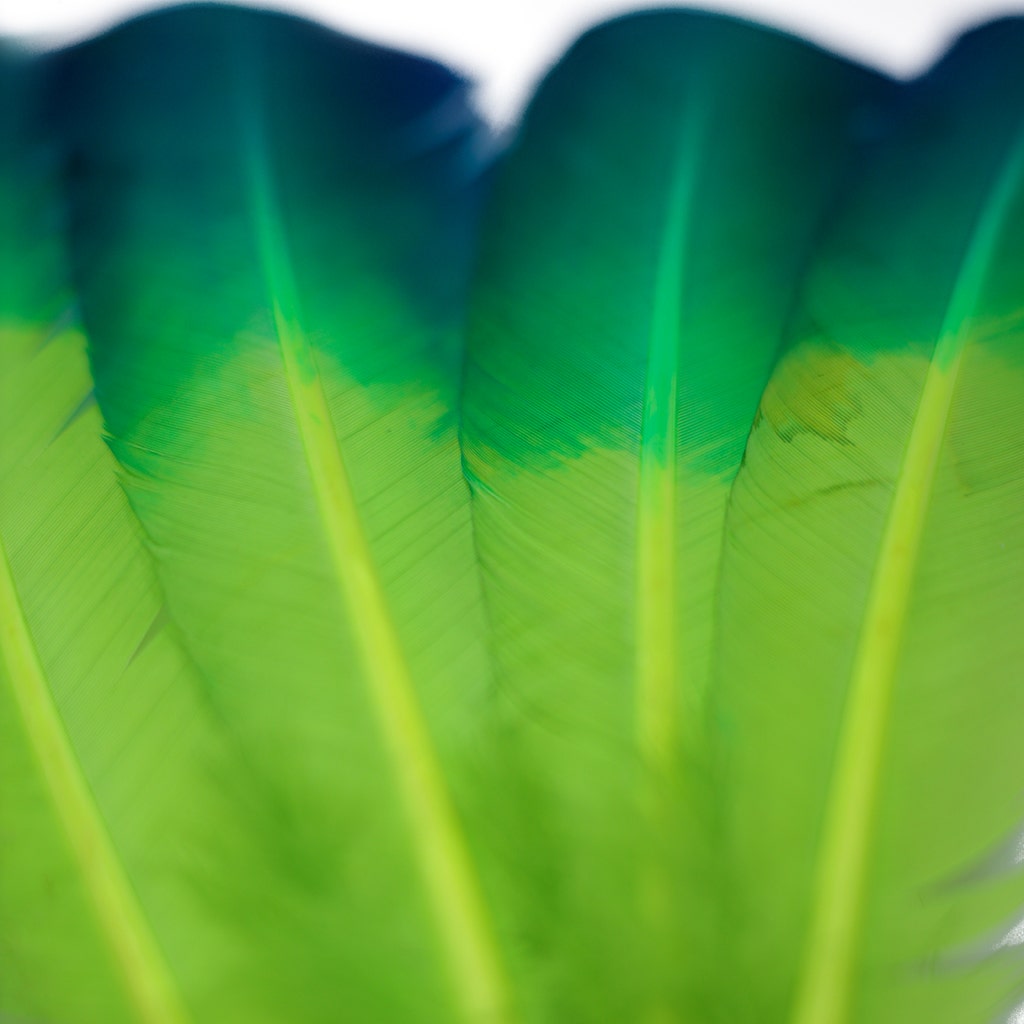 Ombre Turkey Quill Feathers 10-12" Dip .25 lb - Dark Turquiose/Lime
