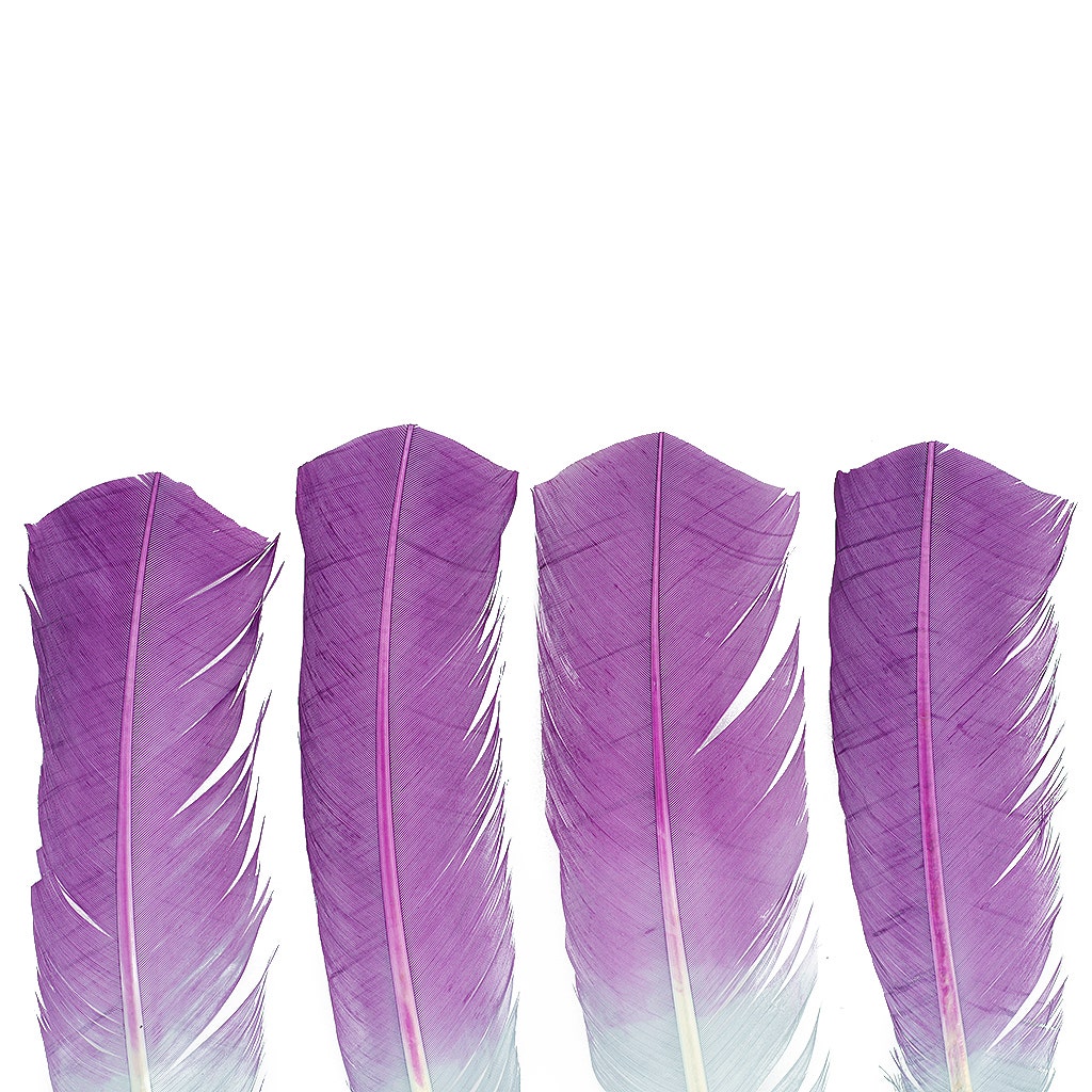 Ombre Turkey Quill 10-12" Left Wing Tip Silver .25 lb - Amethyst