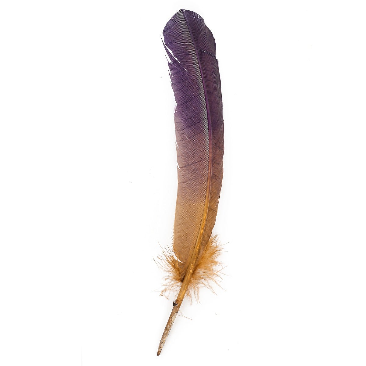 Bulk Two Tone Ombre Tipped Turkey Round Feathers Left Wing - 10-12” - 1/4 lb - Navy Camel