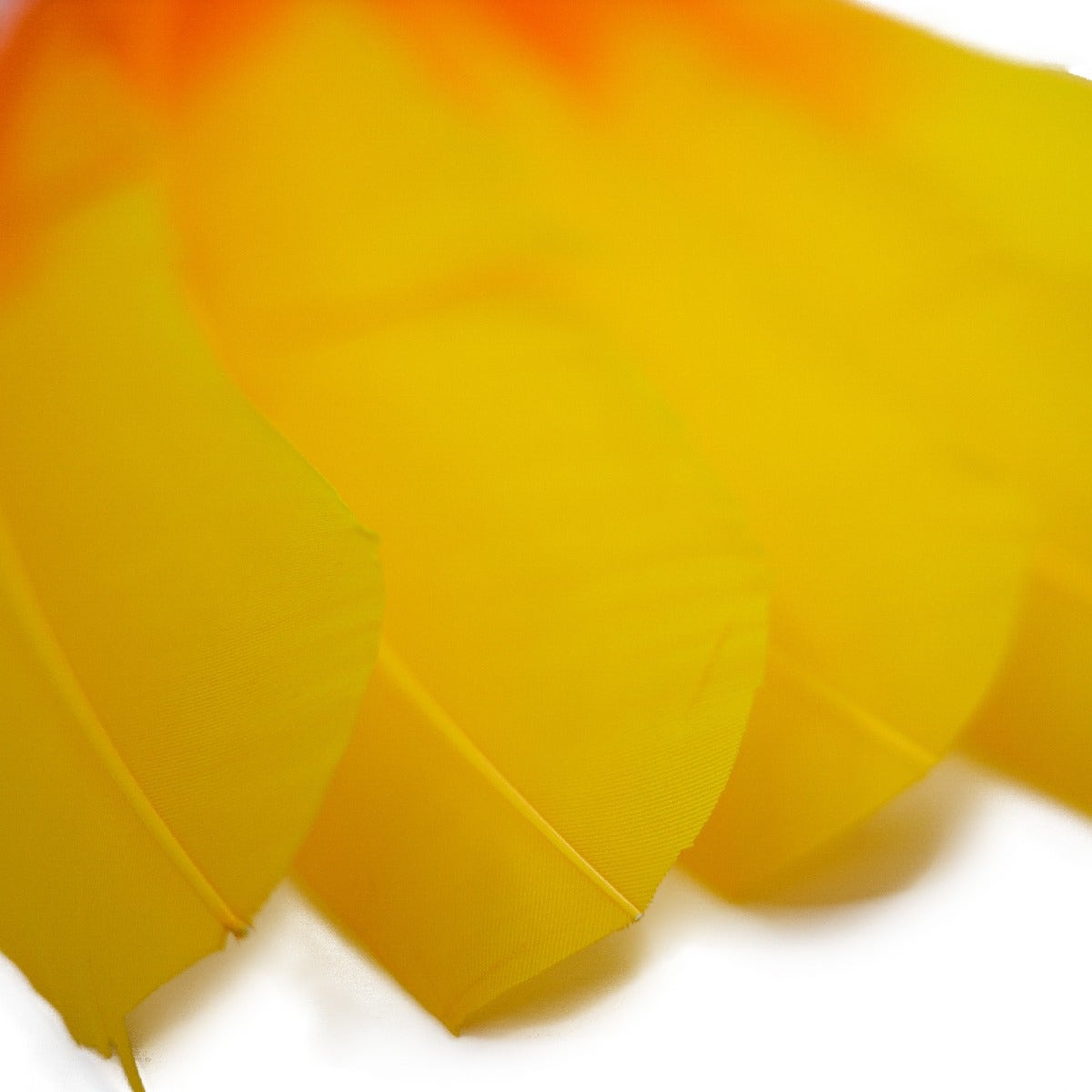 Bulk Two Tone Ombre Tipped Turkey Round Feathers Left Wing - 10-12” - 1/4 lb - Gold Orange
