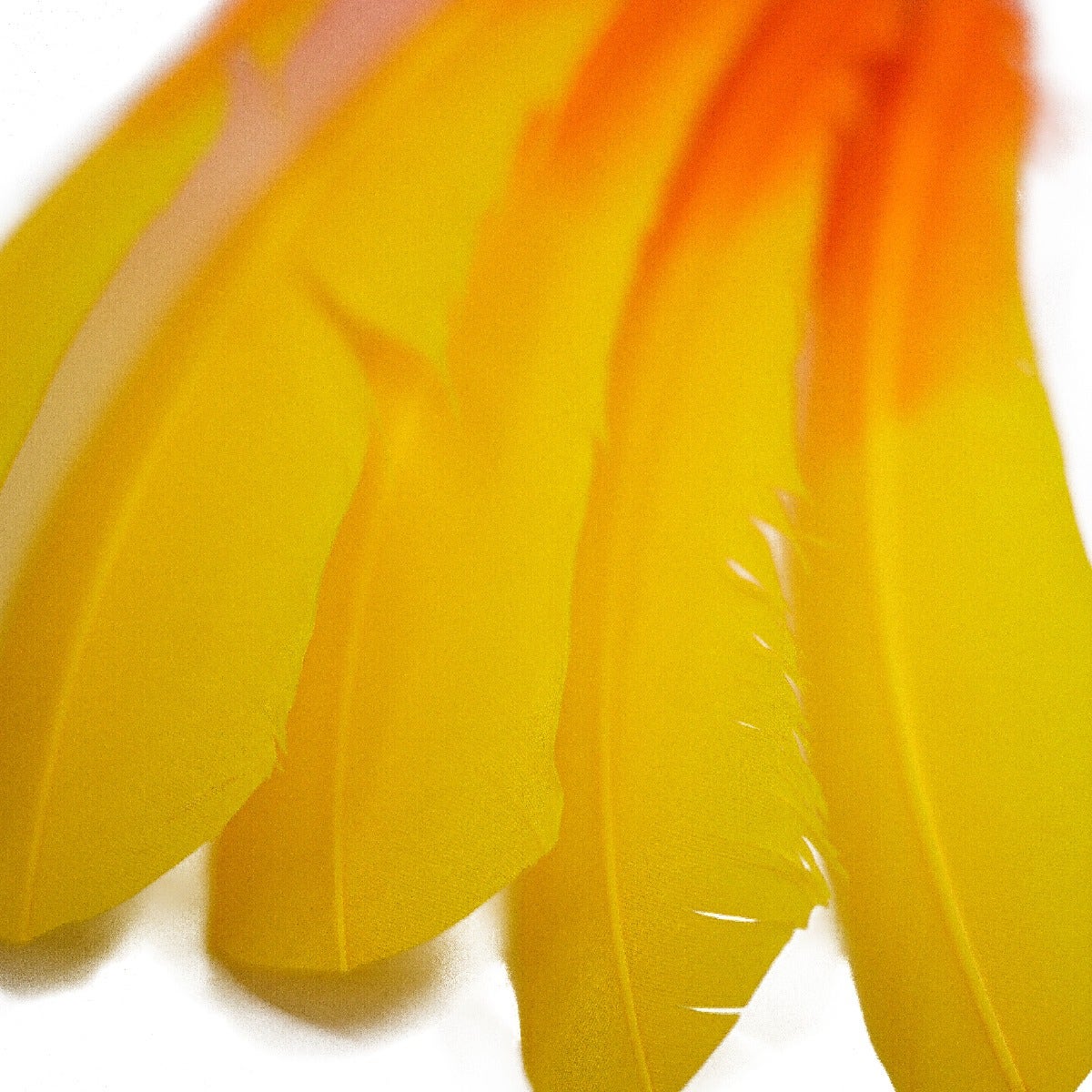 Bulk Two Tone Ombre Tipped Turkey Round Feathers Left Wing - 10-12” - 1/4 lb - Gold Orange
