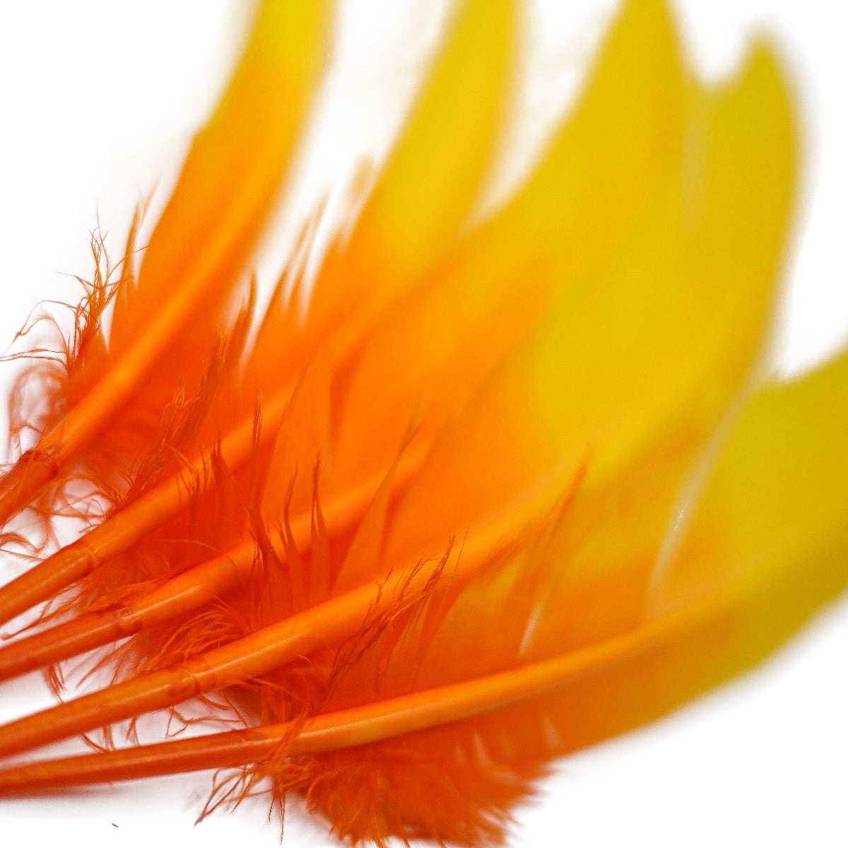 Bulk Two Tone Ombre Tipped Turkey Round Feathers Left Wing - 10-12” - 1/4 lb - Gold Orange
