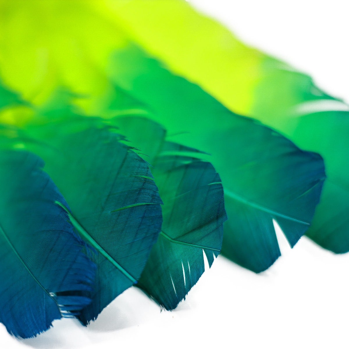 Bulk Two Tone Ombre Tipped Turkey Round Feathers Left Wing - 10-12” - 1/4 lb - Dark Turquoise - Lime