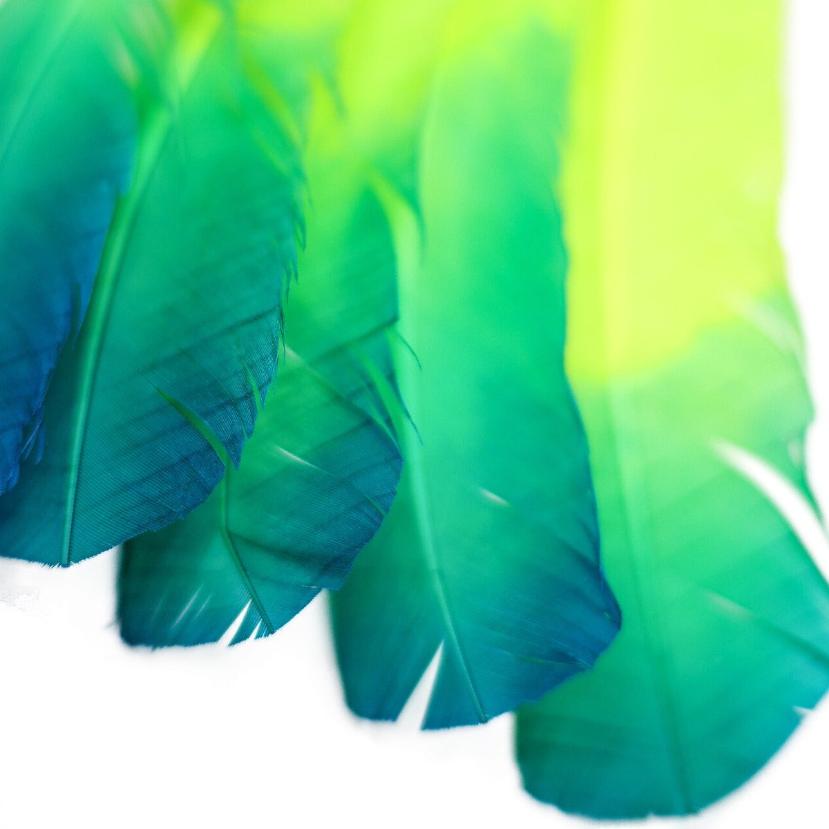 Bulk Two Tone Ombre Tipped Turkey Round Feathers Left Wing - 10-12” - 1/4 lb - Dark Turquoise - Lime