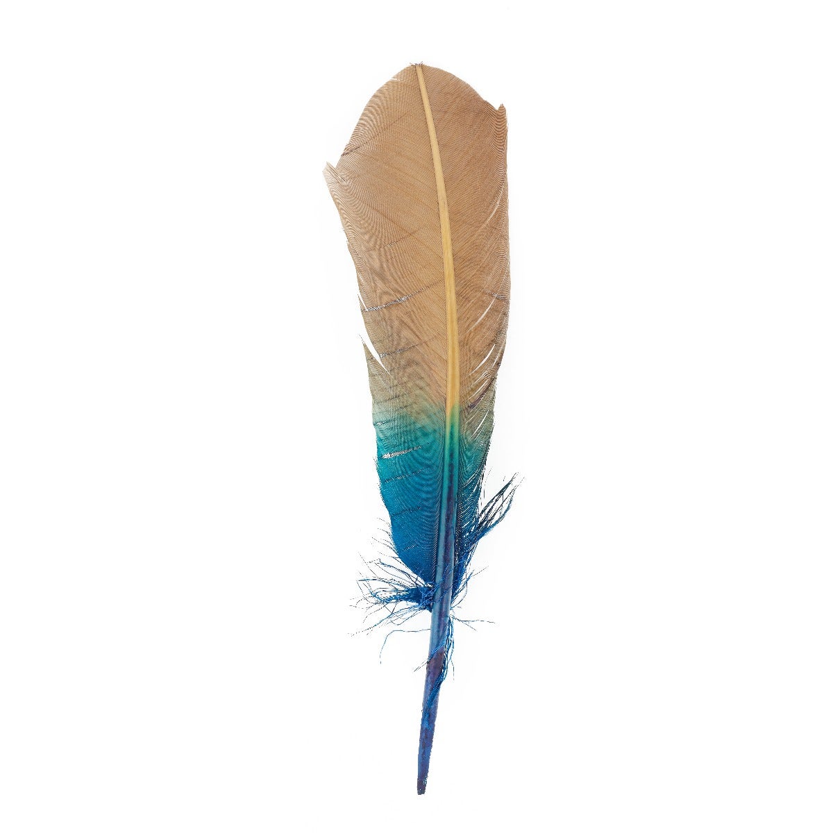 Ombré Turkey Quill Feathers 10-12” 2 pc - Dark Turquoise - Camel