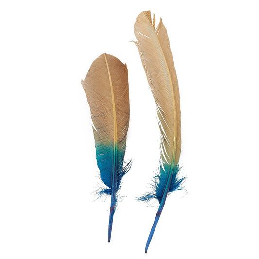 Ombré Turkey Quill Feathers 10-12” 2 pc - Dark Turquoise - Camel
