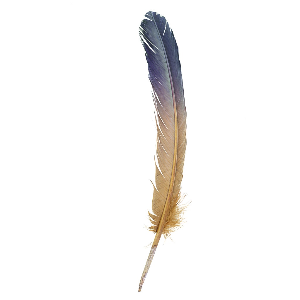 Ombré Turkey Quill Feathers 10-12” 2 pc - Navy - Camel