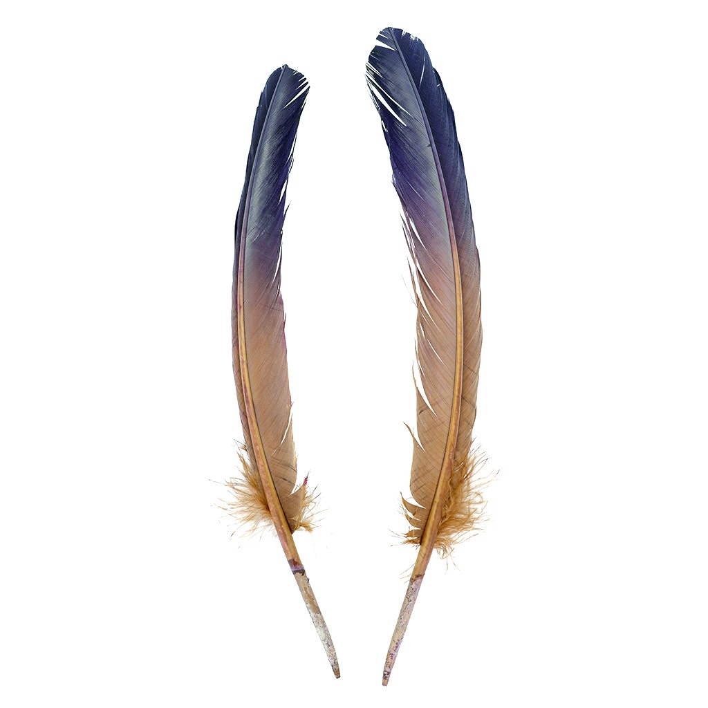 Ombré Turkey Quill Feathers 10-12” 2 pc - Navy - Camel