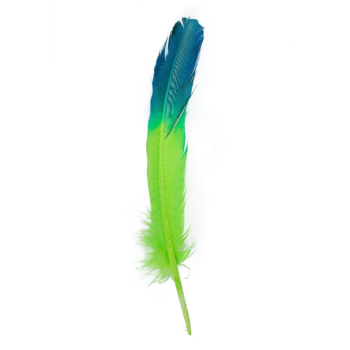 Ombré Turkey Quill Feathers 10-12” 2 pc - Dark Turquoise - Lime