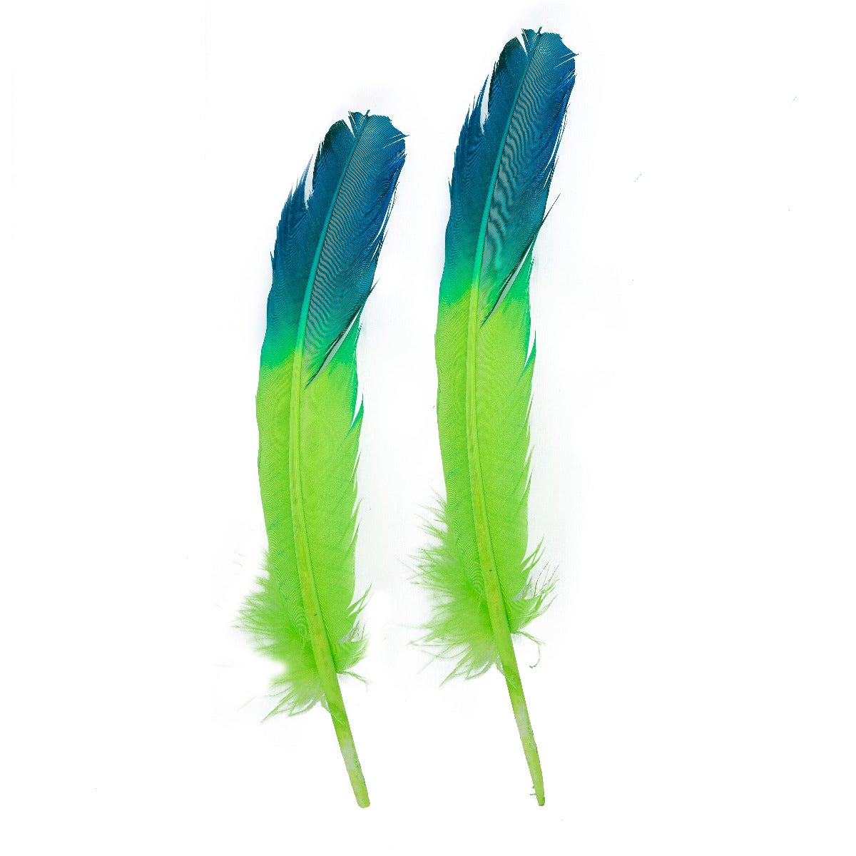 Ombré Turkey Quill Feathers 10-12” 2 pc - Dark Turquoise - Lime