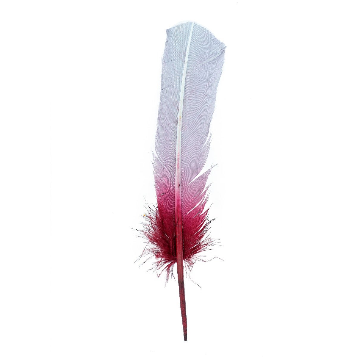 Ombré Turkey Quill Feathers 10-12” 2 pc- Burgundy - Silver