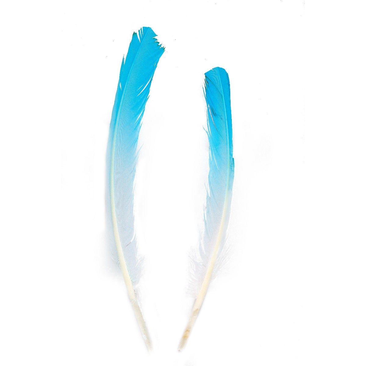 Ombré Turkey Quill Feathers 10-12” 2 pc - Light Turquoise /White