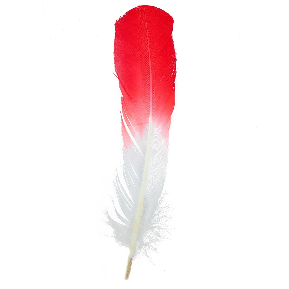 Ombré Turkey Quill Feathers 10-12” 2 pc - Coral/White