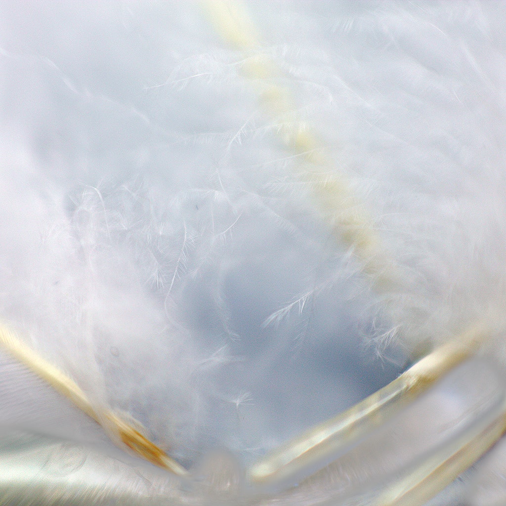 Loose Goose Coquille Dyed - White