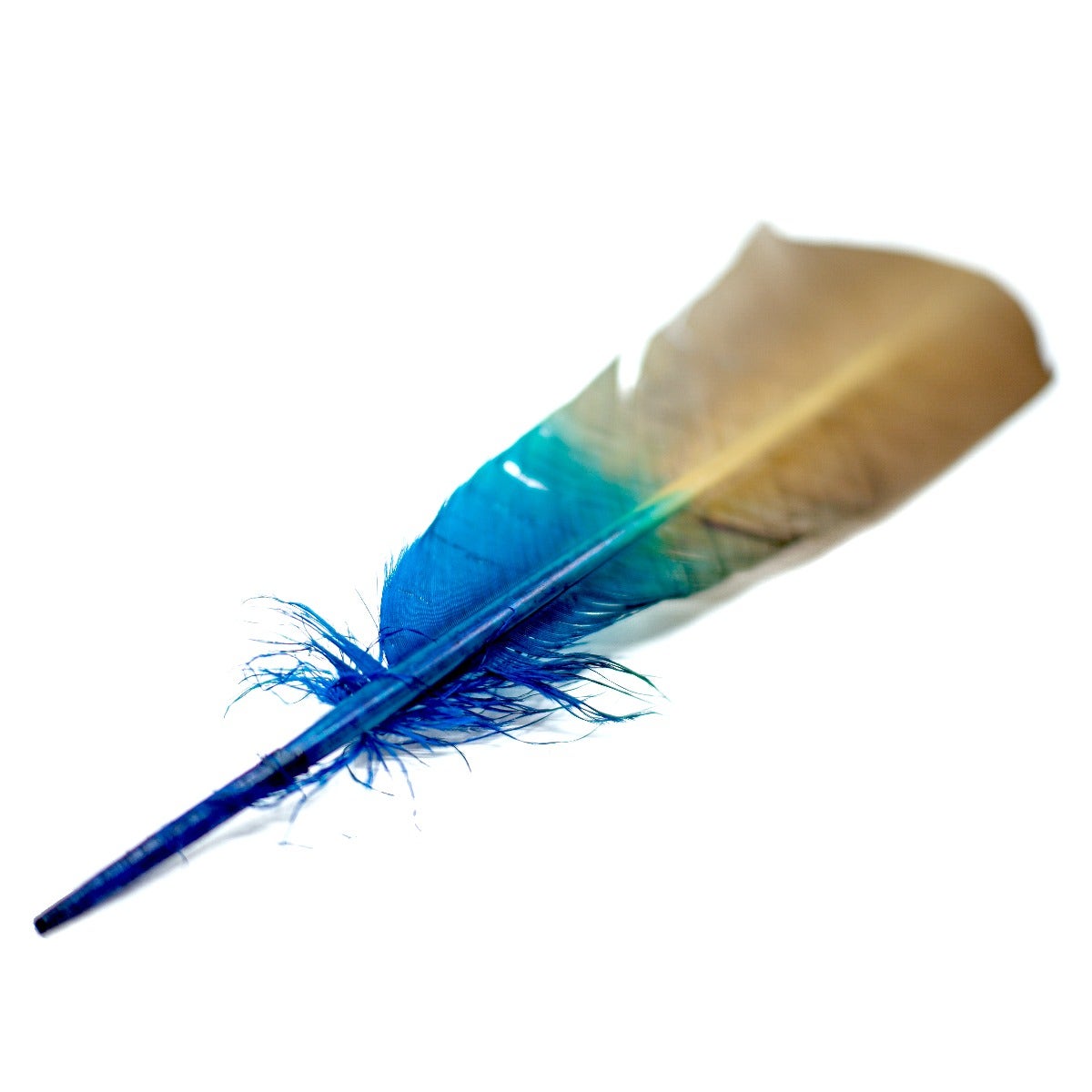 Ombré Turkey Quill Feathers 10-12” 2 pc - Dark Turquoise - Camel