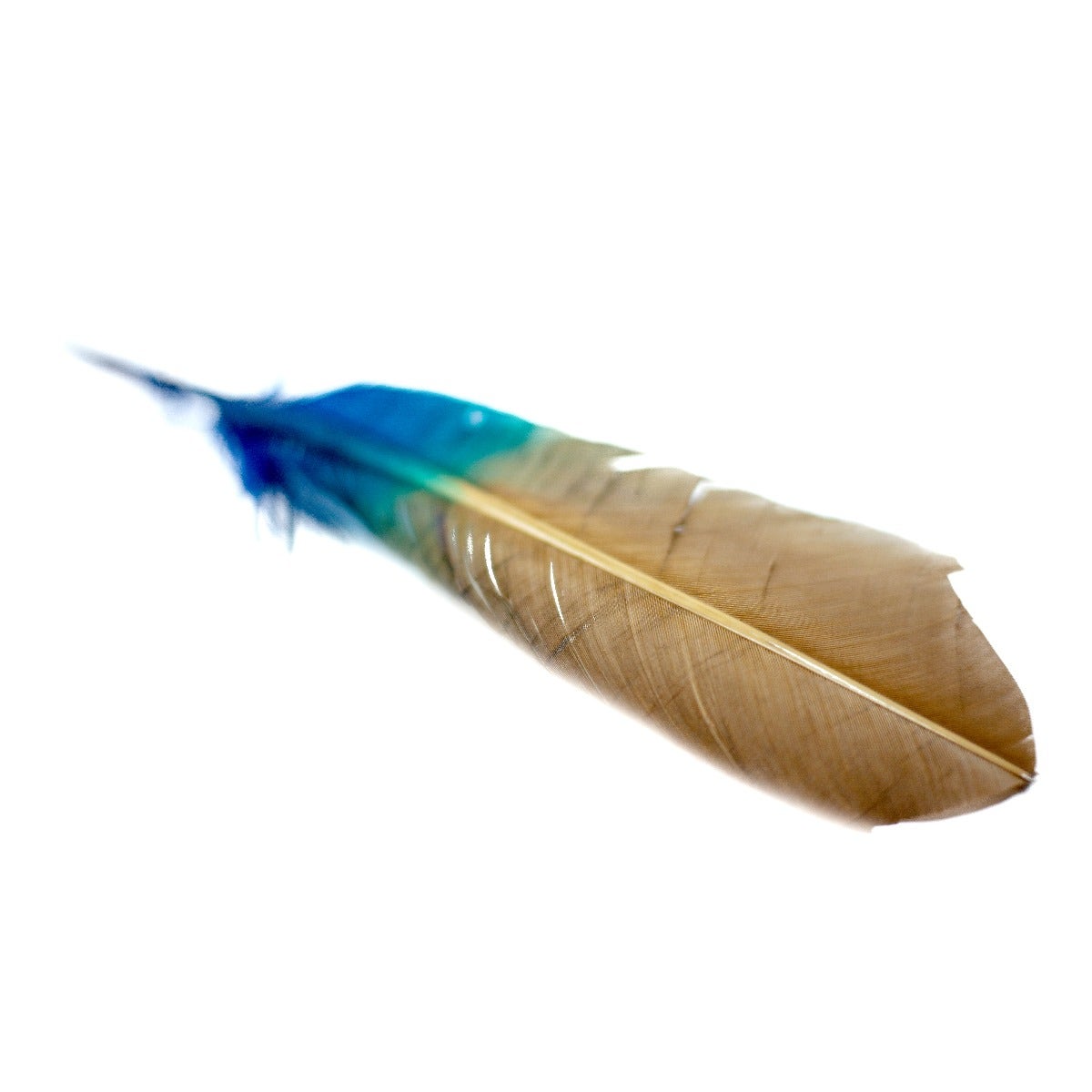 Ombré Turkey Quill Feathers 10-12” 2 pc - Dark Turquoise - Camel