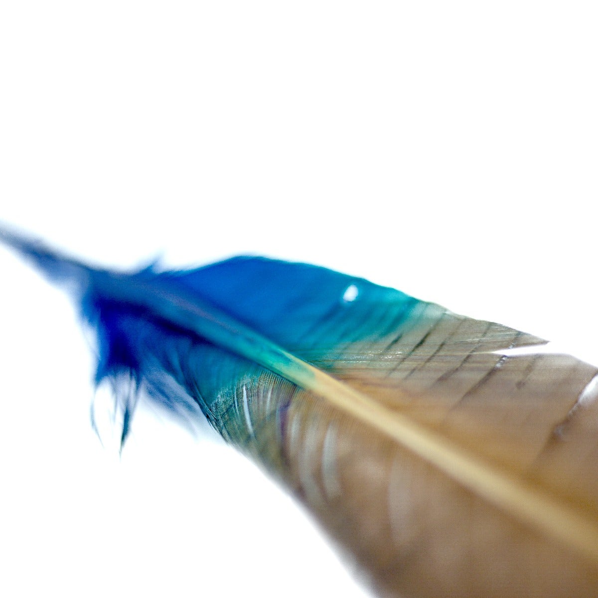 Ombré Turkey Quill Feathers 10-12” 2 pc - Dark Turquoise - Camel