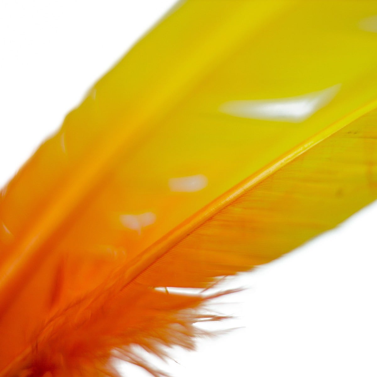 Ombré Turkey Quill Feathers 10-12” 2 pc- Gold - Orange