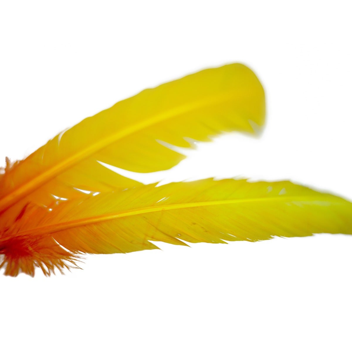Ombré Turkey Quill Feathers 10-12” 2 pc- Gold - Orange
