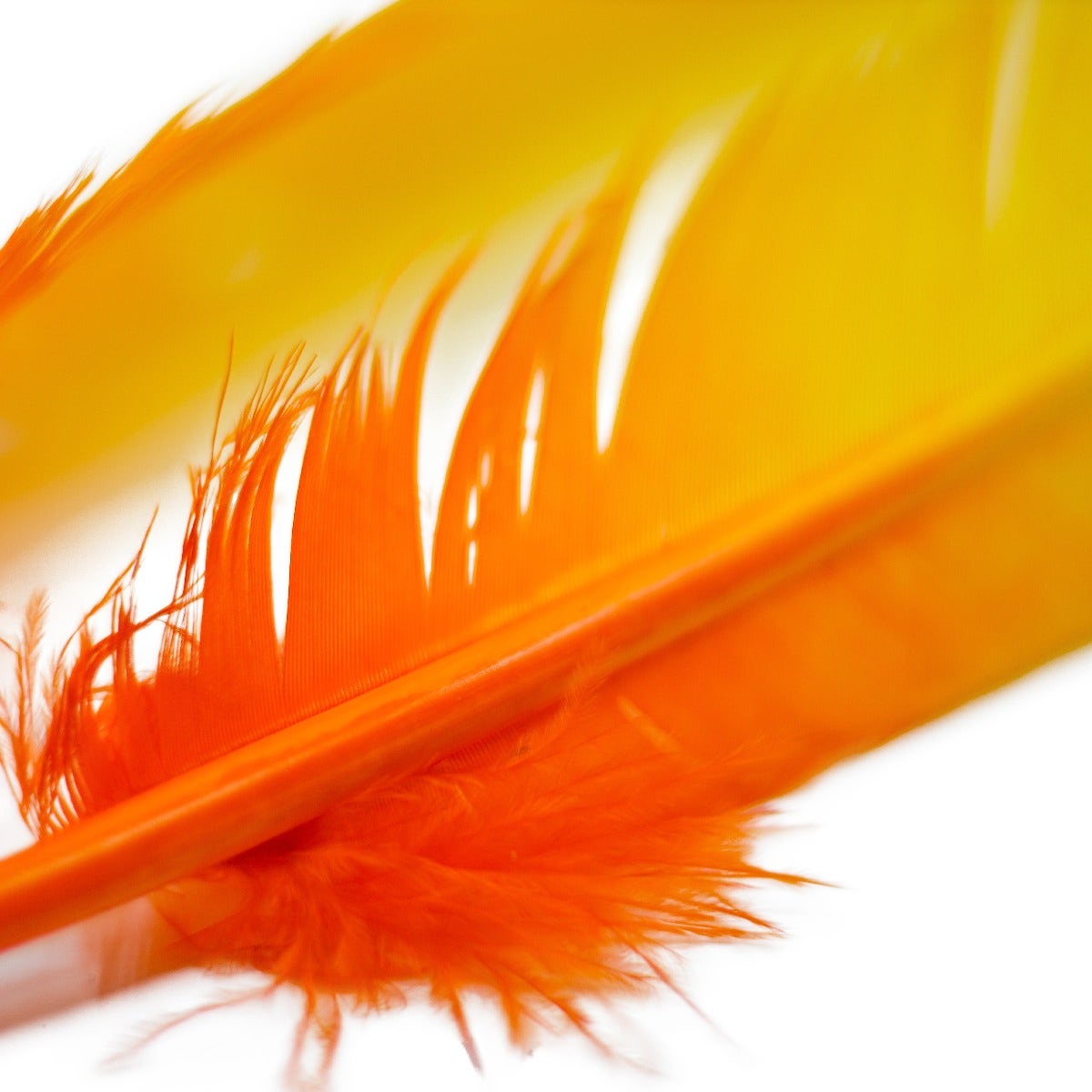 Ombré Turkey Quill Feathers 10-12” 2 pc- Gold - Orange