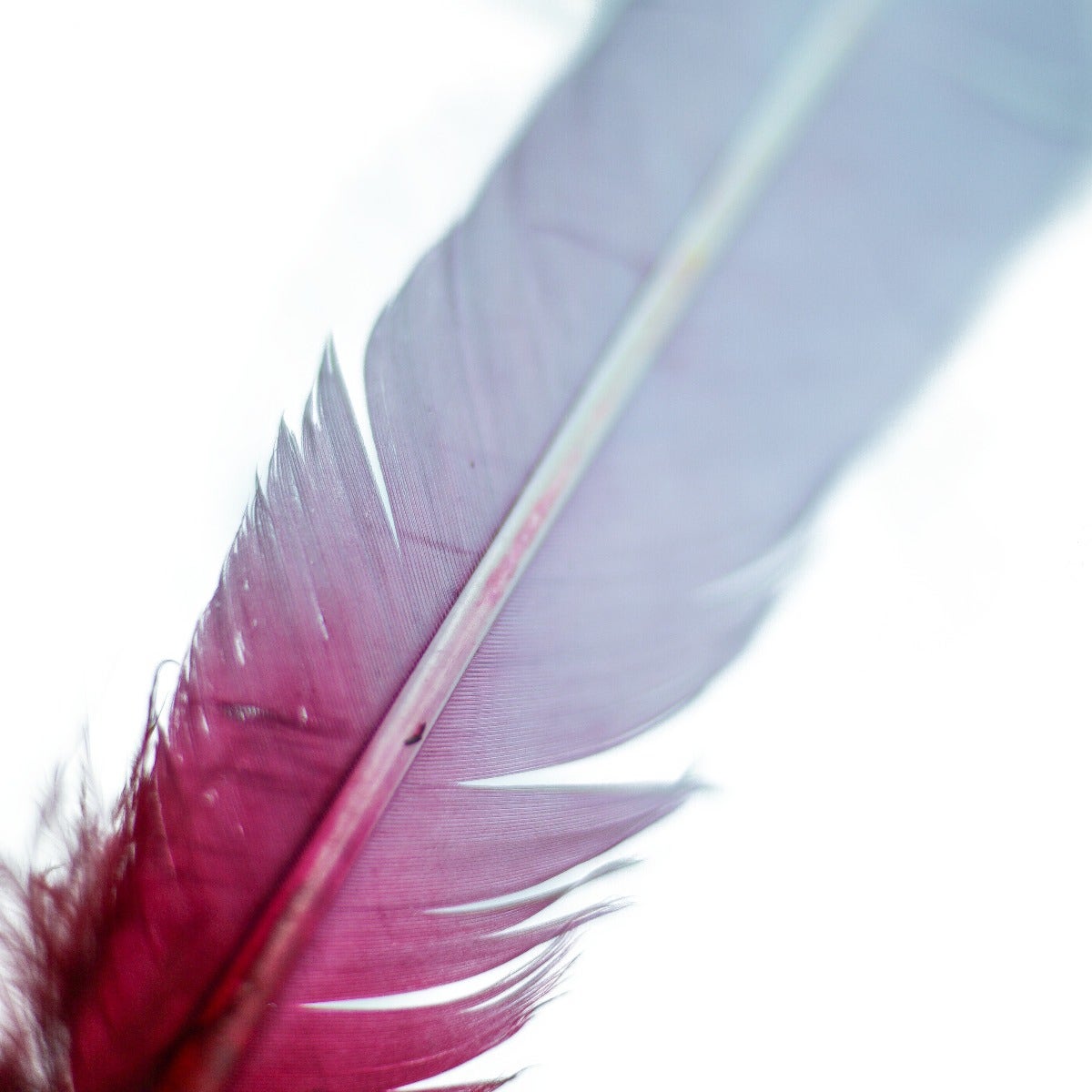 Ombré Turkey Quill Feathers 10-12” 2 pc- Burgundy - Silver