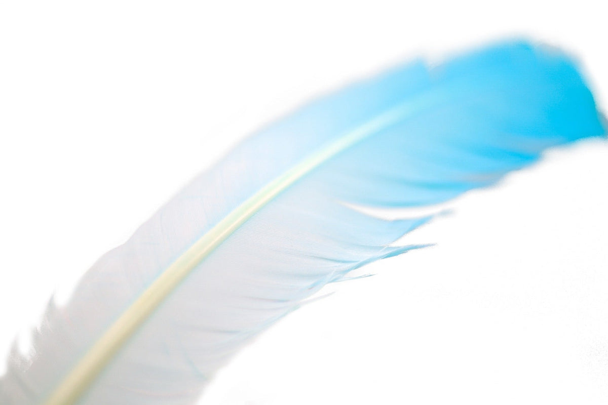Ombré Turkey Quill Feathers 10-12” 2 pc - Light Turquoise /White