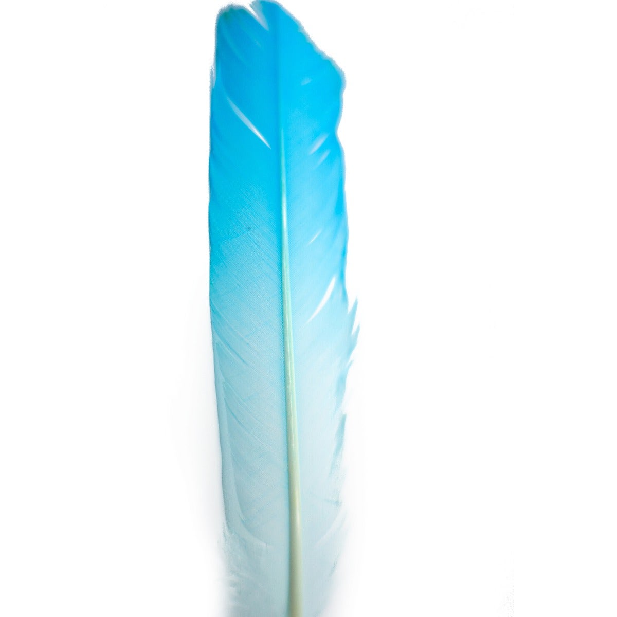 Ombré Turkey Quill Feathers 10-12” 2 pc - Light Turquoise /White