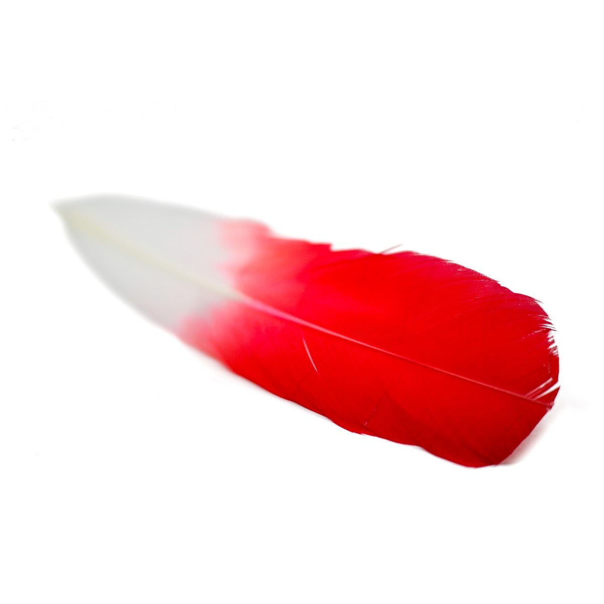 Ombré Turkey Quill Feathers 10-12” 2 pc - Coral/White
