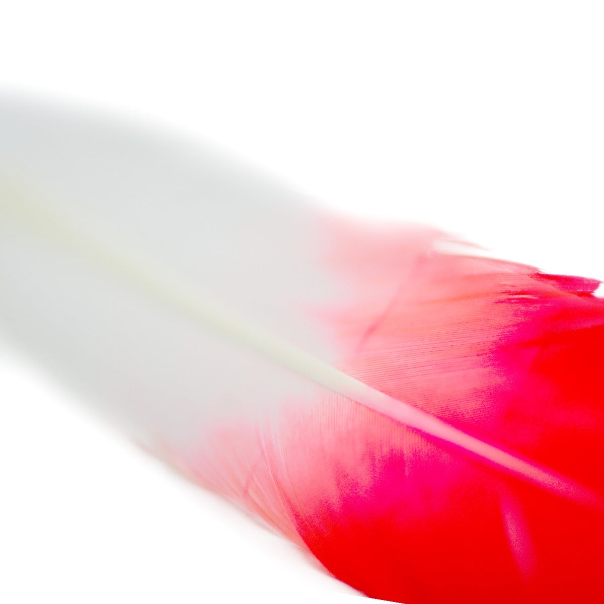 Ombré Turkey Quill Feathers 10-12” 2 pc - Coral/White