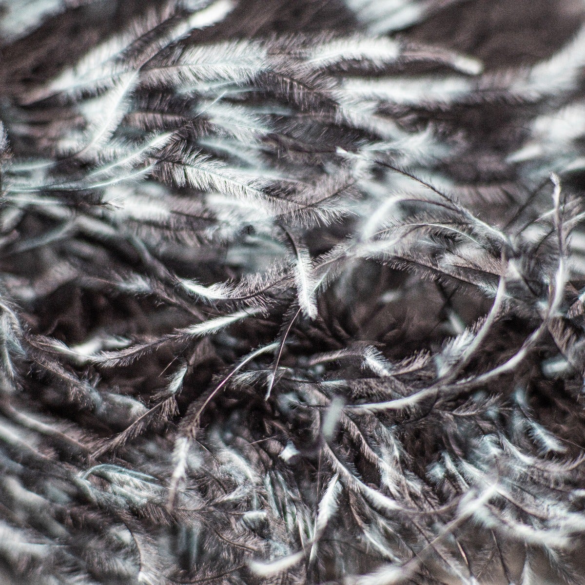 Stenciled Black/Mint/Black 2 Ply Ostrich Feather Boa