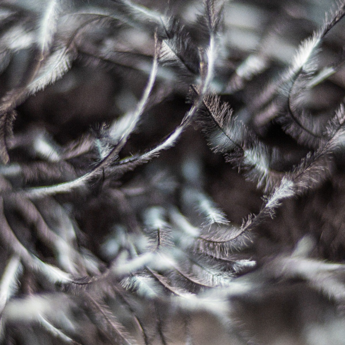Stenciled Black/Mint/Black 2 Ply Ostrich Feather Boa