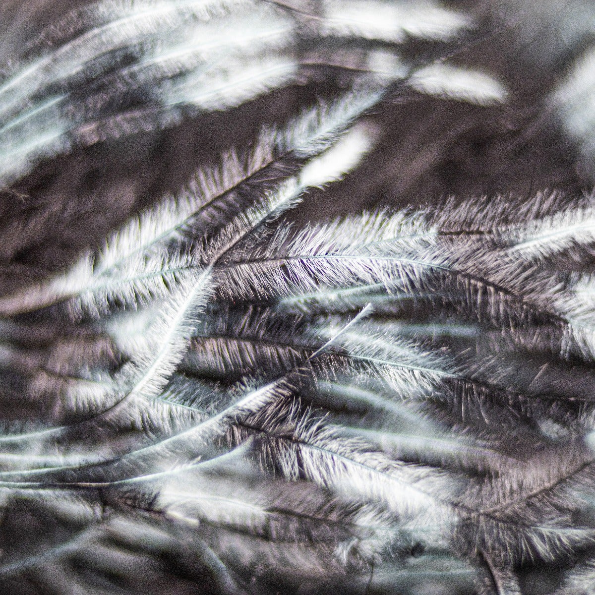Stenciled Black/Mint/Black 2 Ply Ostrich Feather Boa